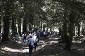 Walk In The Woods to stop the sale of Coillte